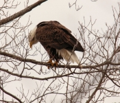 2016 02 20 Eagles 006